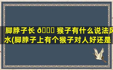 脚脖子长 🐛 猴子有什么说法风水(脚脖子上有个猴子对人好还是对人不好 🦢 )